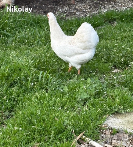 Свободни три триота бял мини виандот, снимка 2 - други­ - 54295506