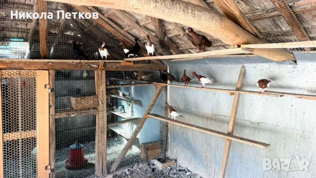Продавам гълъби, снимка 14 - Гълъби - 56395341