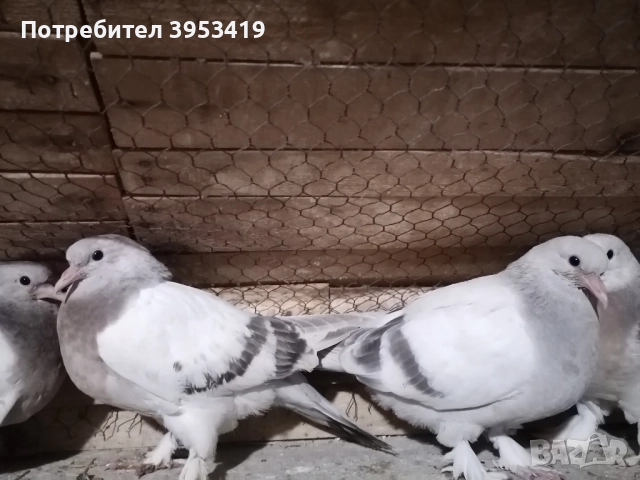 мардини , снимка 4 - Гълъби - 52529488