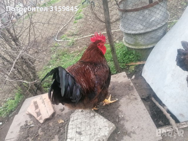 Яйца катунски кокошки червена линия , снимка 2 - други­ - 44797078