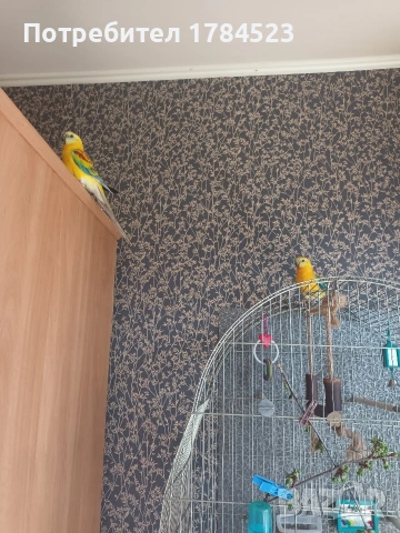 Мъжки пойни папагали , снимка 8 - Папагали - 54343114