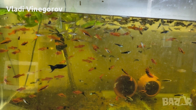 Всичките рибки за 55 евро. Само за гр. Видин!!!, снимка 3 - Рибки - 53281171