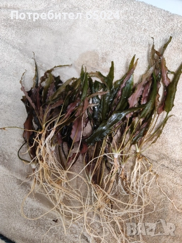 Анциструси. Пинсети, снимка 8 - Рибки - 44669417