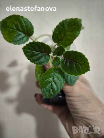 Комплект от три сортови синингии, снимка 6 - Стайни растения - 54084323