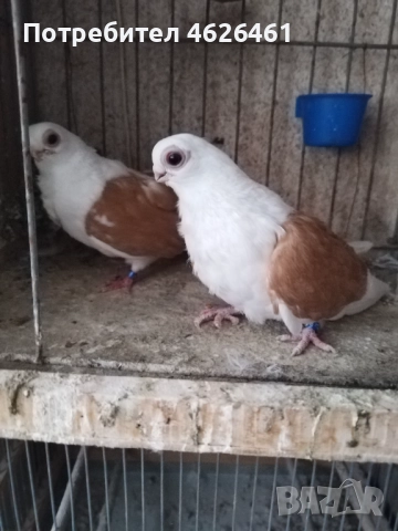 Кабаци, снимка 6 - Гълъби - 52482353