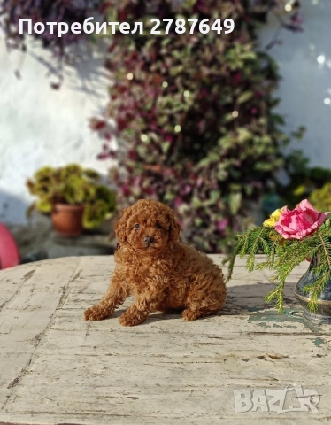 Той пудел, снимка 6 - Пудели - 52632120