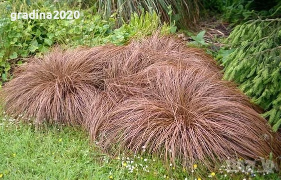 Карекс - Декоративна трева, снимка 11 - Градински цветя и растения - 30071691