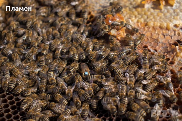 Пчелни  майки  от лицензиран производител сезон 2022