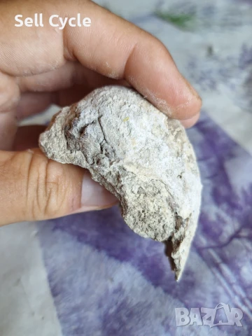 ✅ФОСИЛ - СТРИДА❗, снимка 3 - Други ценни предмети - 51165878