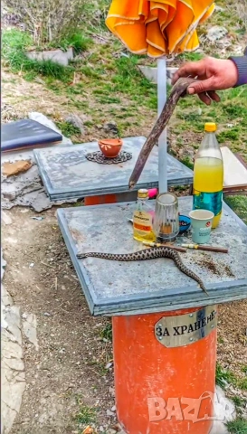 Змий 🐍, снимка 3 - Змии - 53170883