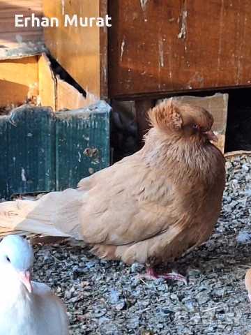 gılıbi, снимка 9 - Гълъби - 51081727