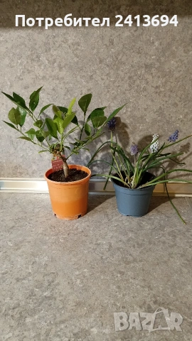 каламондин + мускари, снимка 2 - Градински цветя и растения - 54082636