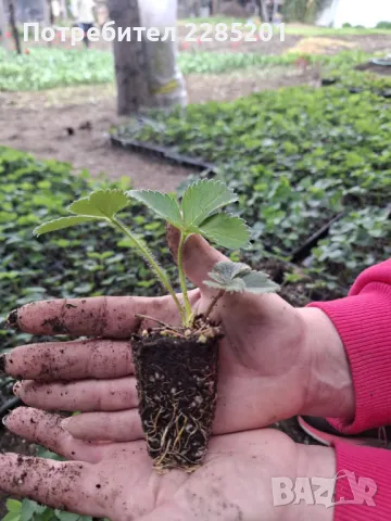 Разсад ягоди Клери, снимка 1