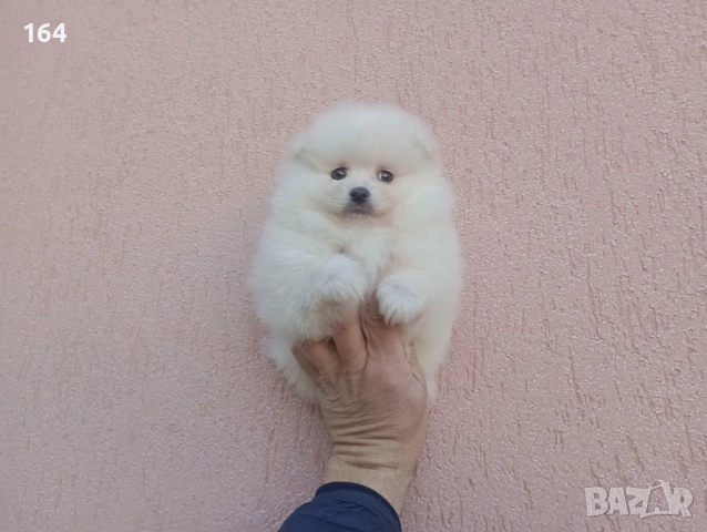 Мъжки Померан. Реални снимки от 26.12.25 г., снимка 6 - Померан - 52809054