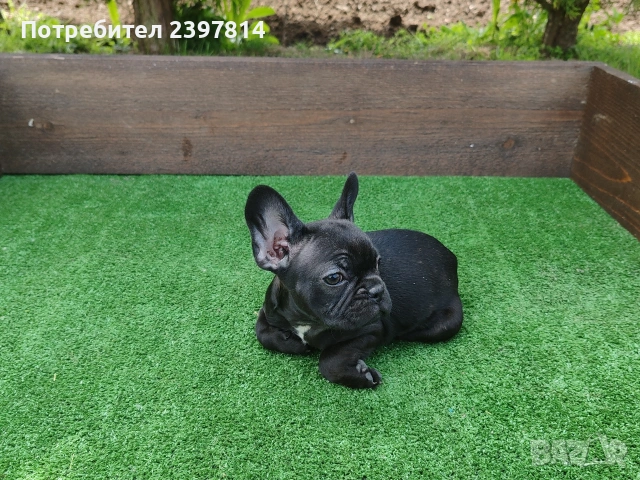Френски булдог , снимка 9 - Френски булдог - 53832556