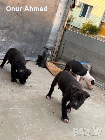 Питбули, снимка 10 - Питбул - 53784911