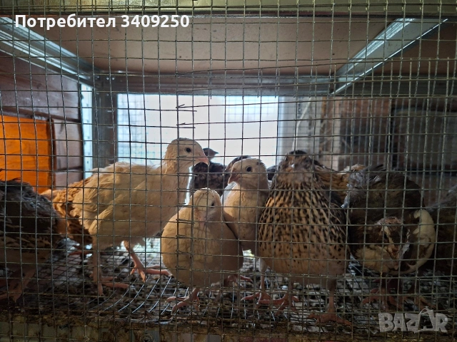 Женски пъдпъдъци носачки