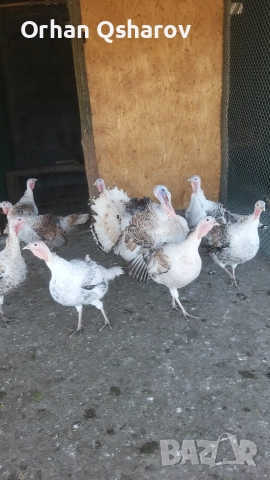 Продавам оплодени яйца от селски пуйки.