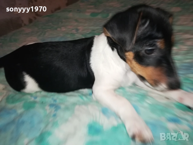 ЖЕНСКО ДЖАКЧЕ НА 90 ДЕНА 2011251700, снимка 3 - Джак ръсел териер - 52482164