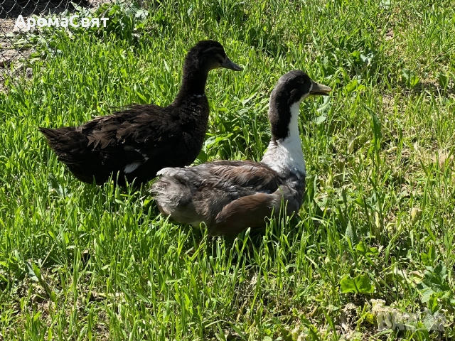 Патици, снимка 6 - Патици и гъски - 54330108