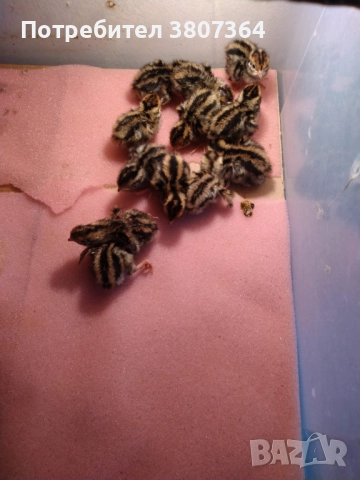 Яйца от пъдпъдъци разплодни и за консумация , снимка 7 - други­ - 52701949