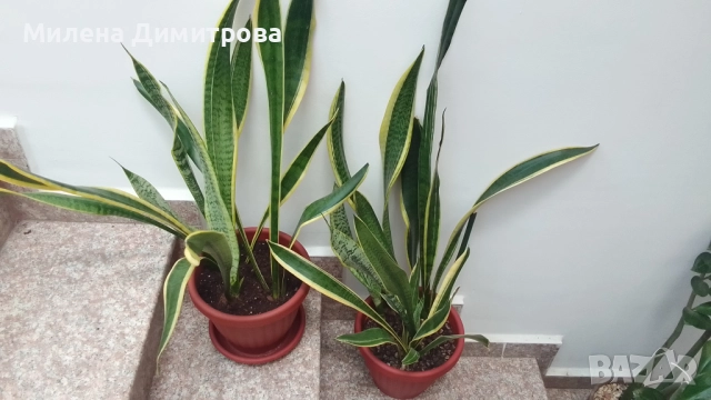Сансевиера 2 вида / Sansevieria Hahnii/Sansevieria trifasciata  , снимка 11 - Стайни растения - 50819879