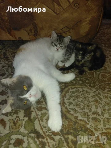 Подарявам котенце , снимка 3 - Други - 56329923