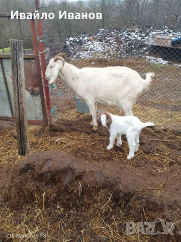 Продавам кози с ярета, снимка 7 - Кози - 53247338