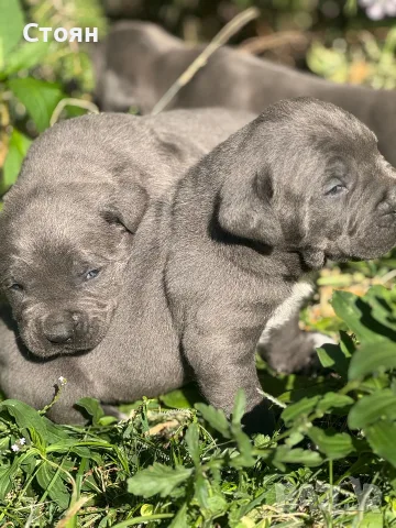 Продавам Кане Корсо , снимка 6 - Кане корсо - 56140067
