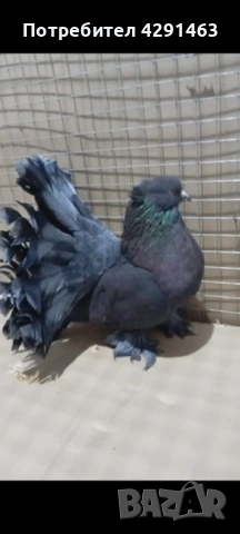 Продавам Гълъби, снимка 3 - Гълъби - 53205834