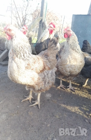 Разплодни яйца от катунски кокошки