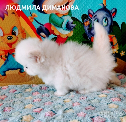 Персийско хималайско мъжко със сини очи. , снимка 7 - Персийска - 54333631