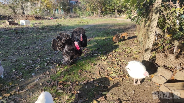 продавам пуйки 15лв килограма, снимка 8 - Кокошки и пуйки - 52826658