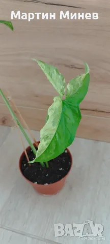 Сингониум (Syngonium) «Imperial White» , снимка 3 - Стайни растения - 54244010