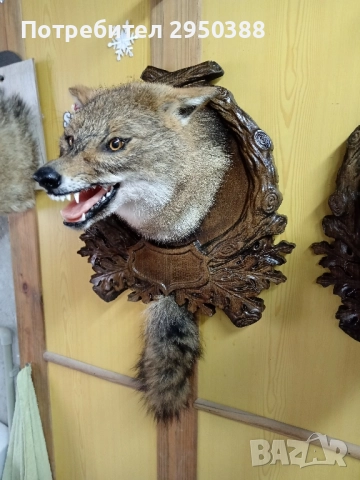 ПРЕПАРИРАН ЧАКАЛ С ДЪРВОРЕЗБА , снимка 3 - Други - 50381463