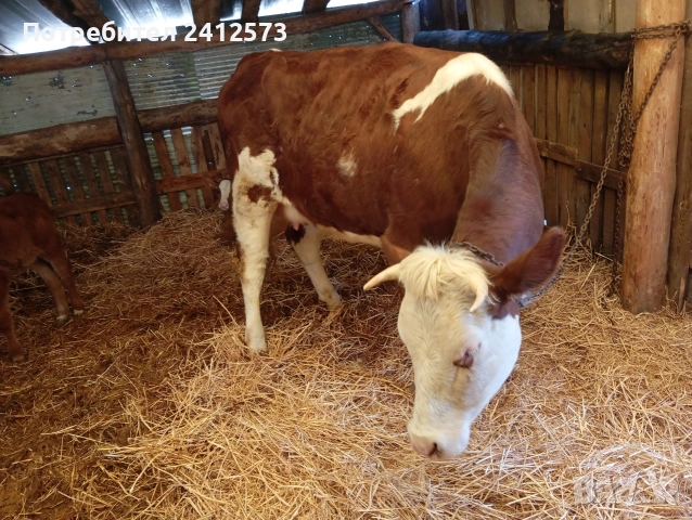 Продавам четири крави и четири телета,, снимка 6 - За селскостопански - 54122735
