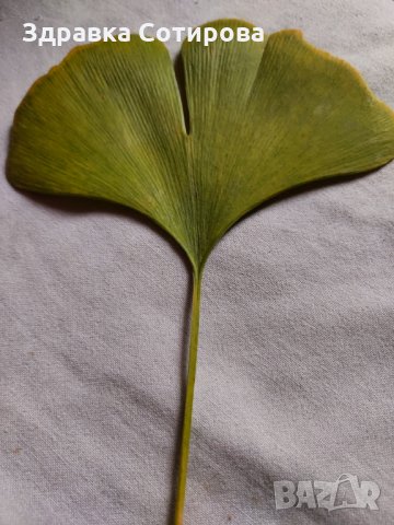 Гинко Билоба растение, полезно за мозъка - листа за чай (дрога), семена и фиданки. Най-ниски цени, снимка 1 - Градински цветя и растения - 21119217