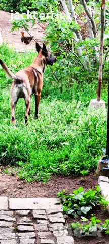 За разплод, снимка 7 - Белгийска овчарка - 50025136