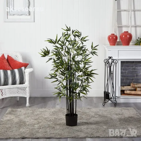 Oпаковка 60 висококачествени семена за посев и разсад от черен бамбук Bambusaceae градински растения, снимка 3 - Сортови семена и луковици - 48992756