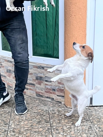 Продавам Джак Ръсел, снимка 5 - Джак ръсел териер - 52990906