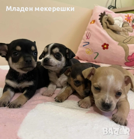 Малки сладури, снимка 2 - Чихуахуа - 53014662