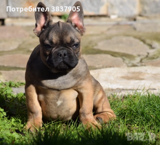 Френски булдоци