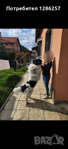 ПОДАРЯВАМ Каракачанска овчарка, снимка 2 - Каракачанска овчарка - 54363328