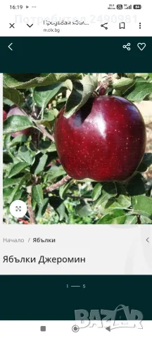 Продавам ябълки градински от Кюстендил , снимка 2 - Домашни продукти - 56213837