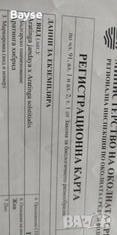 Аратинга с документи, снимка 3 - Папагали - 52889360