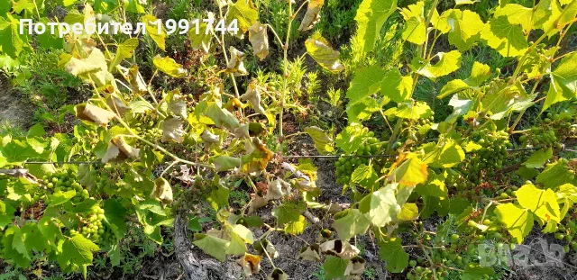 грозде липа и зайбер , снимка 3 - Домашни продукти - 56184494