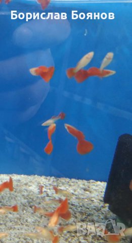 гупа фул ред албино