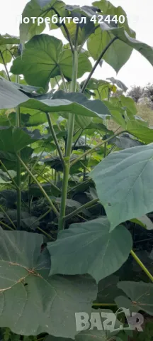 Фиданки Пауловния, снимка 4 - Стайни растения - 47609525