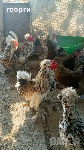 Струмски бантам