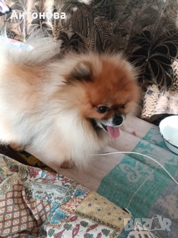 Издирва се,куче, померан!, снимка 3 - Померан - 52644399